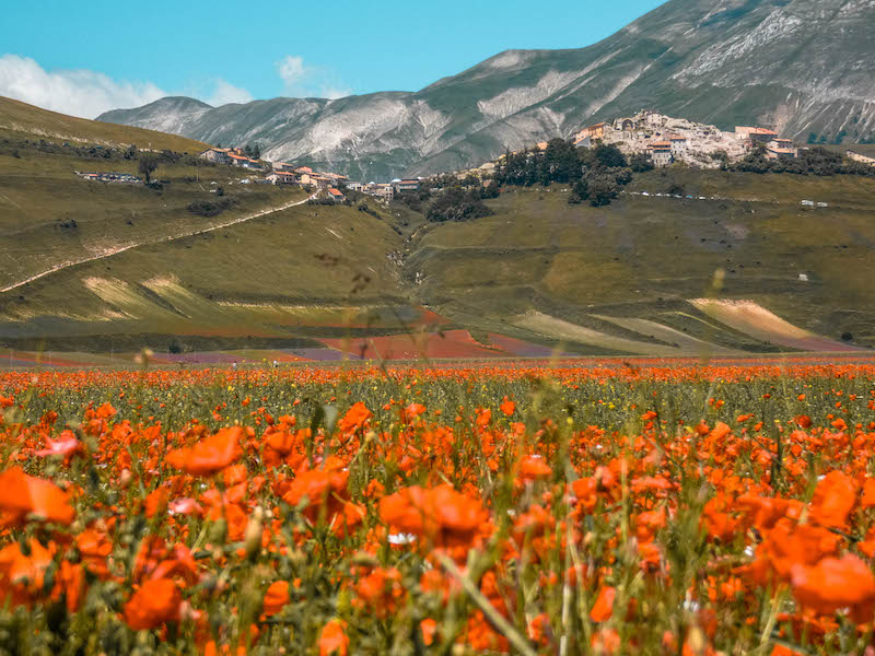 Fioritura Castelluccio di Norcia informazioni utili fioritura della lenticchia Umbria Italia Passione Passaporto
