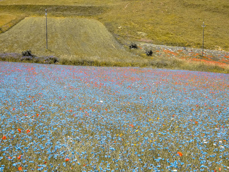Fioritura Castelluccio di Norcia informazioni utili fioritura della lenticchia Umbria Italia Passione Passaporto